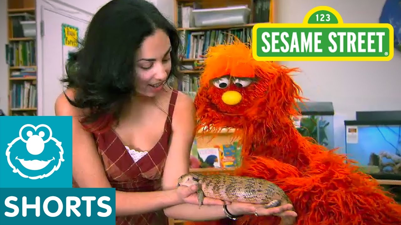 Sesame Street: Science and Nature School | Murray Little Lamb