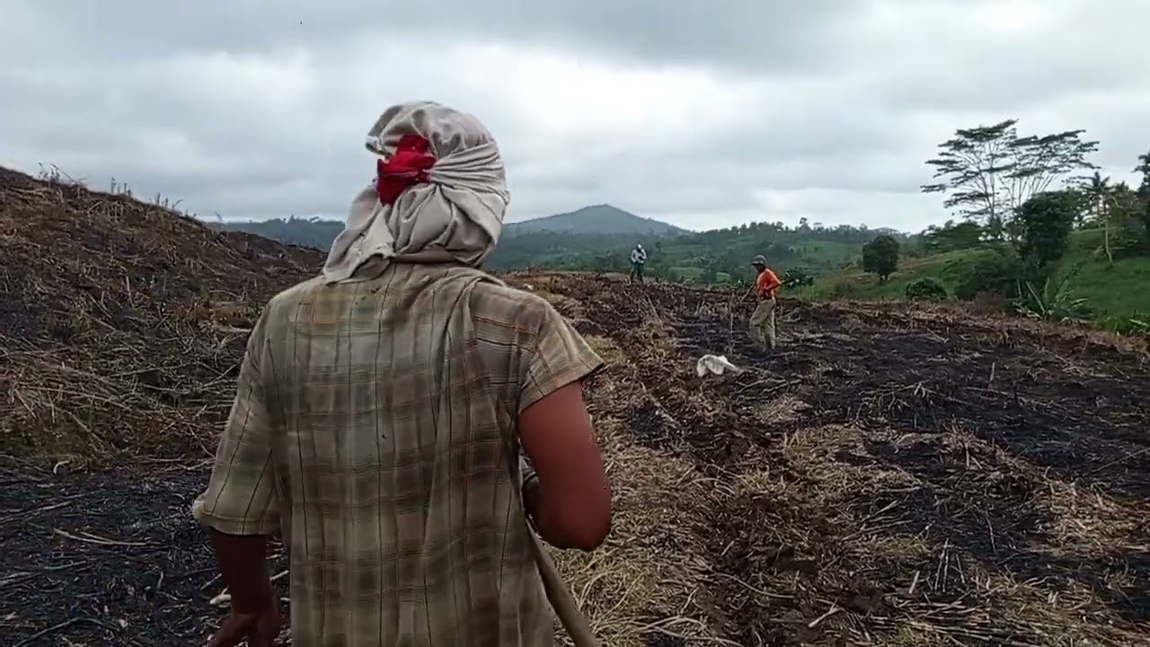 Persiapan menanam tebu di gunung baung 