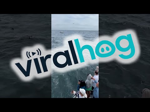 Massive Group of Whales Feeding Off the Coast of Cape Cod || ViralHog