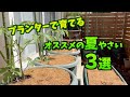 【プランター菜園】イチオシの夏野菜３選