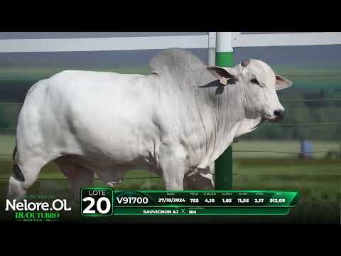 LOTE 20