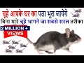 चूहे आपके घर का पता भूल जायेंगे -जानिए बिना मारे चूहे भागने जा सबसे सरल तरीका Mouse rat repellent