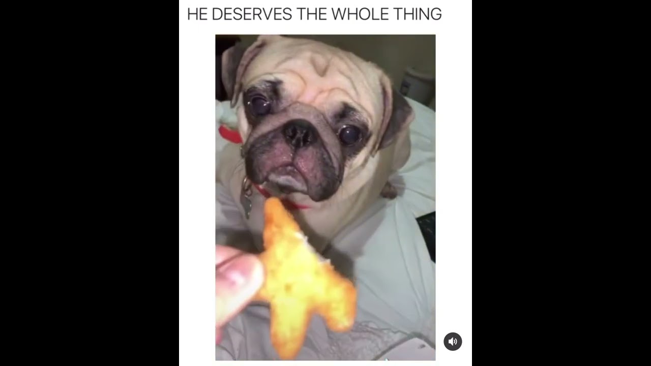 Gentle Dog Just Bite The Corner Like This 