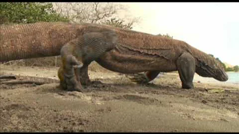 Dove si trova il varano di Komodo?
