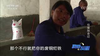 《我爱发明》 20200619 母猪探食记|CCTV农业