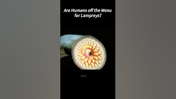 Do They Attack Human?! #lamprey