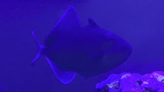 Niger Trigger (Odonus niger)