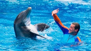 New Dolphin Days Show At Seaworld Orlando Replacing Blue Horizons