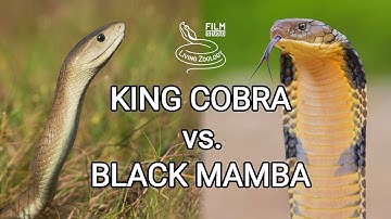 King cobra vs. Black mamba - Battle of the deadly snakes