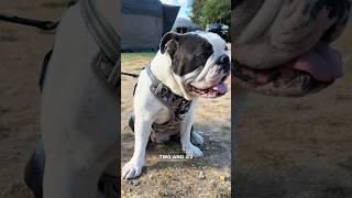 Beautiful bulldog