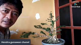 Lanjut mengkawat/wiring bahan bonsai 1000 bintang