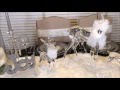How to Set a Table for Christmas Dinner| A White Christmas Tablescape How to Set a Table for Christmas Dinner| A White Christmas Tablescape