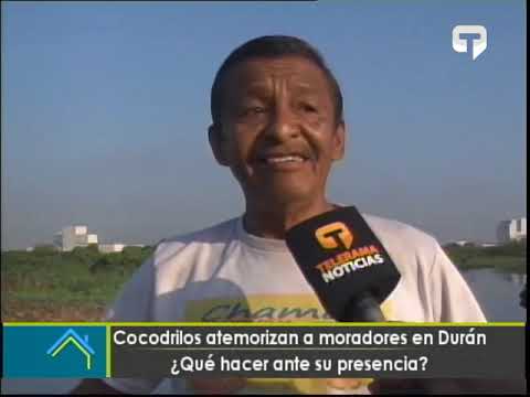 Cocodrilos atemorizan a moradores en Durán ¿Qué hacer ante su presencia?