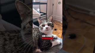 Ne fais surtout pas ça à ton chat 💔 #chat #catsoftiktok #catsofinstagram #catsofyoutube #cat #cats