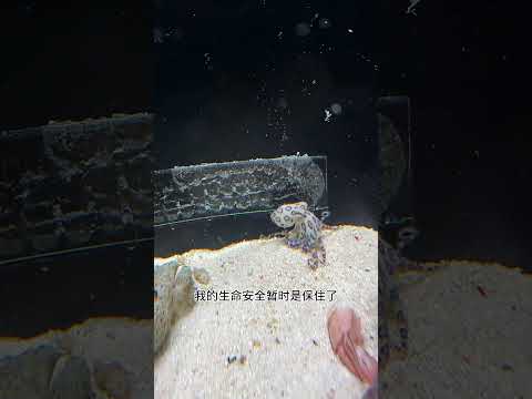 為防止藍環章魚越獄，把水缸扣堵住，這下感覺安全了 #王小怪