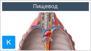Пищевод: расположение и функция - Анатомия человека | Kenhub