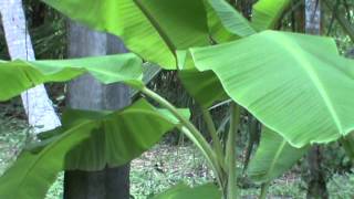 Njalipoovan | Banana Plant Kerala