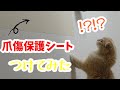 壁に爪傷がつかないように保護シートをつけたら、プチパニックになる猫がかわいすぎたｗ《ラグドール×スコティッシュフォールド》