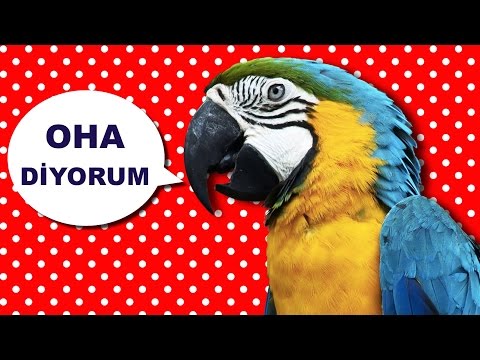 Video: Papağanlar Neden Konuşabilir?