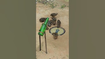 Primitive quail trap DIY #shortvideo #shorts #youtube