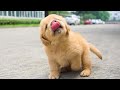 Funniest &amp; Cutest Golden Retriever Puppies #1 - Funny Puppy Videos 2023