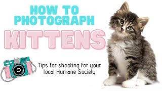 How to Photograph Kittens! Tips for helping at the Humane Society. by Photography for the REST of us 196 views 3 years ago 11 minutes, 38 seconds