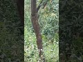 蝉鸣正欢 却不知死神已举刀 螳螂的 温柔一刀 是丛林最优雅的暴力美学 蝉鸣正欢 却不知死神已举刀 螳螂的 温柔一刀 是丛林最优雅的暴力美学