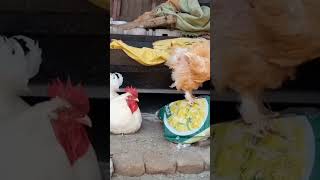 White Heavy Buff Hen Imran Shah Pets Vlogs