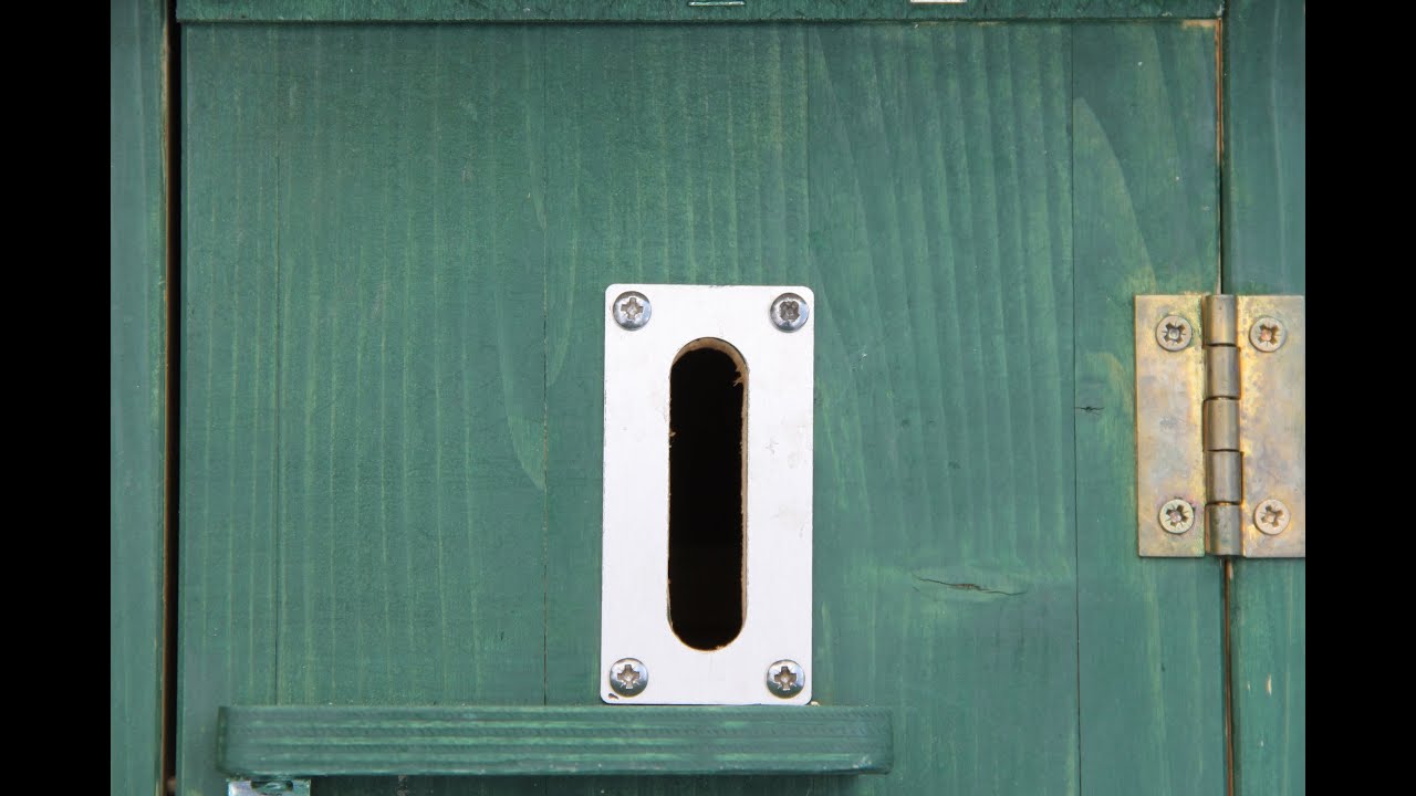 Feldwespe in einem Hornissennistkasten, Polistinae