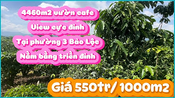 Vườn cafe view cực đỉnh tại phường 3 Bảo Lộc( Lộc Châu cũ)🔝4460m2 gần dân cư🔝giá hạ ngộp 550tr/sào