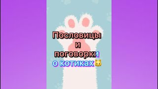 Пословицы и поговорки о котиках #котики #кот