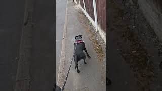 Rambo The Patterdale Terrier