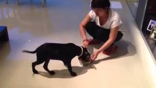 Adopt Mary s Dog - Tyrus no food aggression