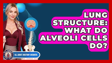 Lung Structure: What Do Alveoli Cells Do? - All About Anatomy Answers