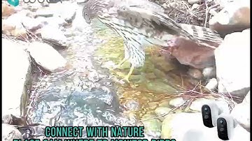 Connect With Nature Monitor Birds| WUUK Wireless Cam Pro Y0410C