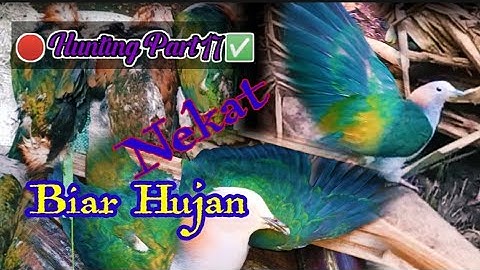 hutan bakau masih banyak burung pergam @agusthehunter82