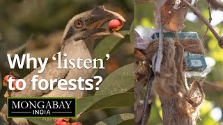 Scientists listen to the sounds of restoration  | Bioacoustics in Kanha