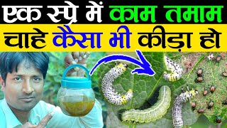 एक छिड़काव में कीड़ों का काम तमाम चाहे कैसा भी हो | How To Make Natural Pesticide For Plants | Pest