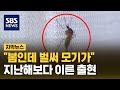 &quot;봄인데 벌써 모기가&quot;…지난해보다 이른 출현 (자막뉴스) / SBS