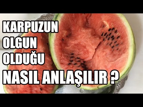 Karpuz Tohumu Çimlendirme | Fide Ekimi | Bakımı | Sulaması ve Olgun Karpuz Nasıl Anlaşılır ?