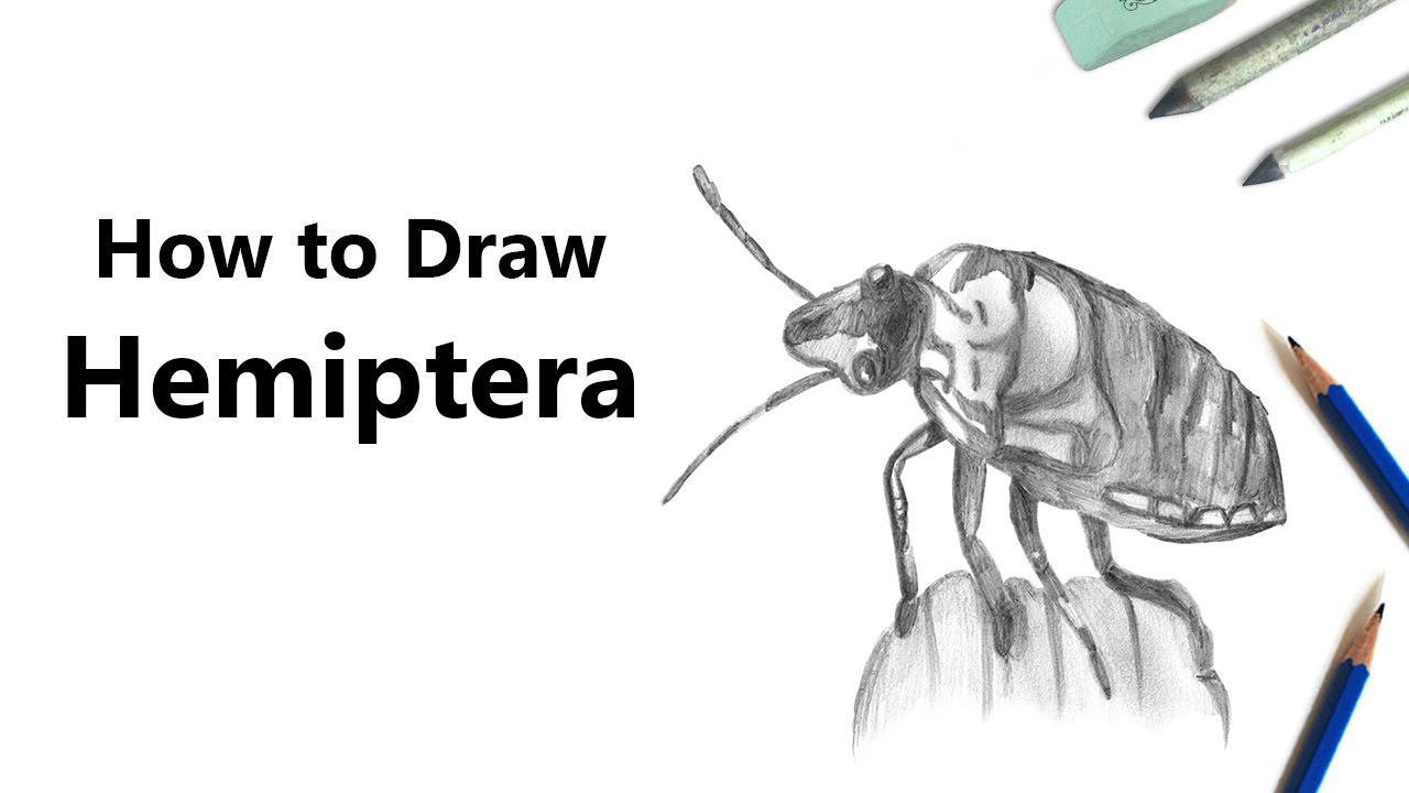 How to Draw a Hemiptera with Pencils [Time Lapse] - YouTube