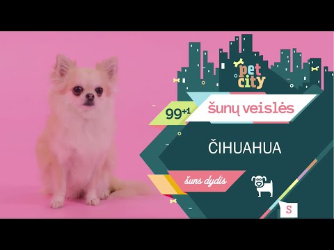 100 šunų veislių: čihuahua