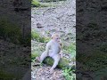 Little Monkey Licking Feet Monkeyvideo Animalplanet Wildlife Little Monkey Licking Feet Monkeyvideo Animalplanet Wildlife