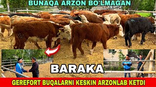 GEREFORT BUQALARNI ARZON JOYI 94-623-53-13 / 91-204-17-32 BUQALARI KELDI ARZONCHI