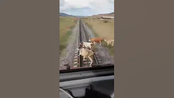 Корову в хлам