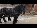 Коні Ваговози/ Чорні Жеребці/ Жеребці Ваговози/Cai din Romania/ Frumos Armasar/Black Stallions🔥🔥🔥