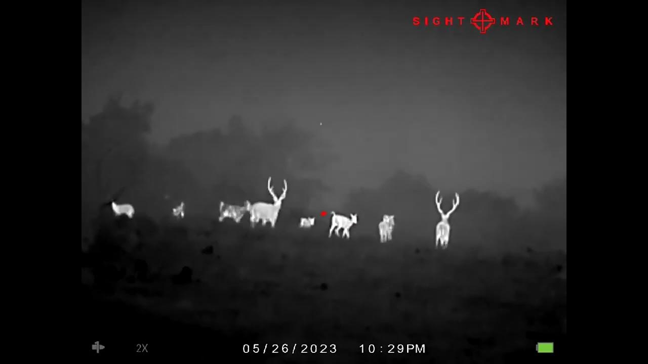 Axis deer on thermal YouTube