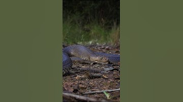 Dangerous Snack 🥨 in Amazon forest🐍⚕️|| #amazon #viralvideo #shorts