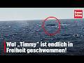 Wal „Timmy“ ist endlich in Freiheit geschwommen! I krone.tv NEWS