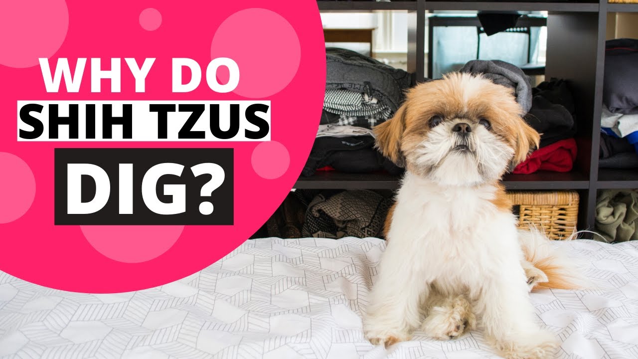Why do Shih Tzus Dig the Bed? YouTube